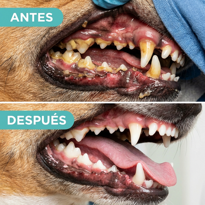 Antes y despues sarro perro